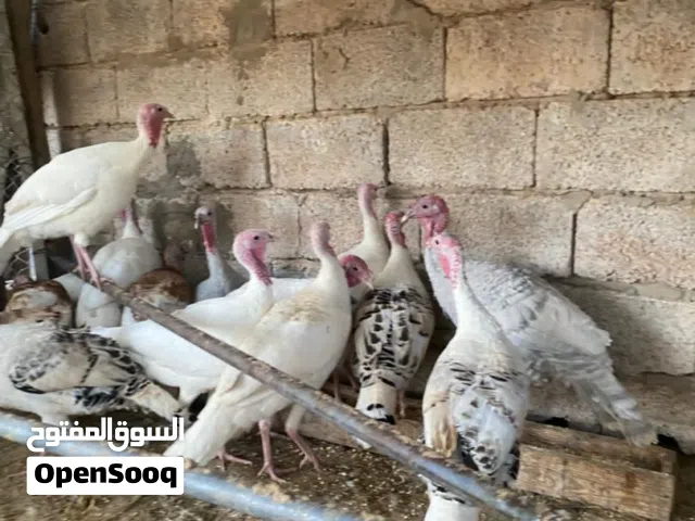 بسم الله توكلنا على الله ذيك رومي عدد15منتجات و 5ذكز رومي حضان طبيعي ربي يبارك لون ونظافه وميزان