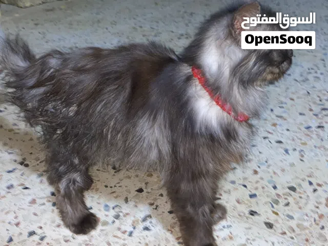 قط انتى للبيع المكان السواني سيمافرو الرمله