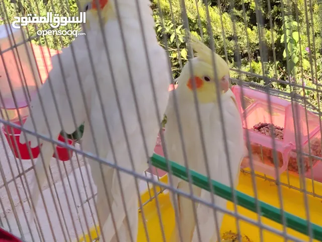 جوز كوكتيل جاهز 100 بل 100