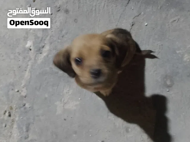 السلام عليكم موجود جرو ليبرادور ريتريفر للبيع اقرا الوصف