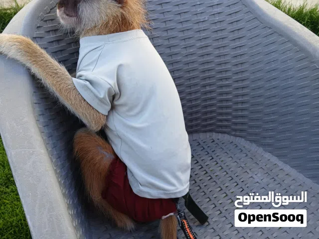 قرد نسناس بصحة ممتازة ومطعم وبكتيب تطعيم ناشط وذكي