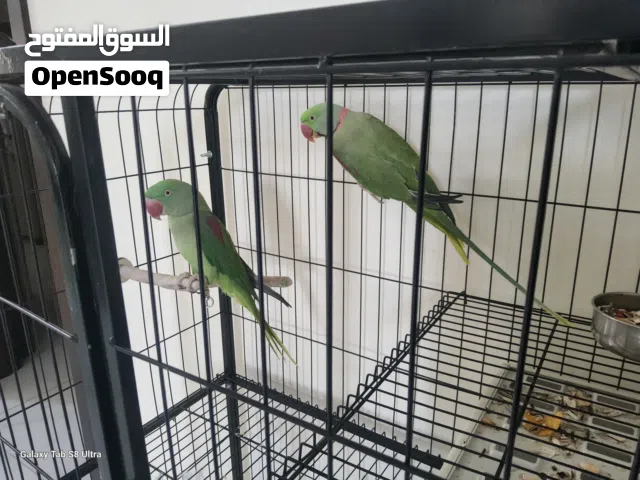 بببغاء زوج نيبالي حجم جامبو قابل للتفاوض