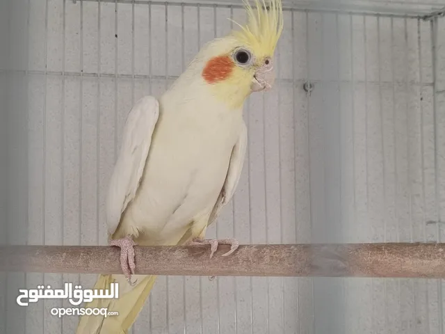 ازواج كروان وذكور كوكتيل واناث كروان وافراخ كروان متوفر جميع الأنواع بإذن الله