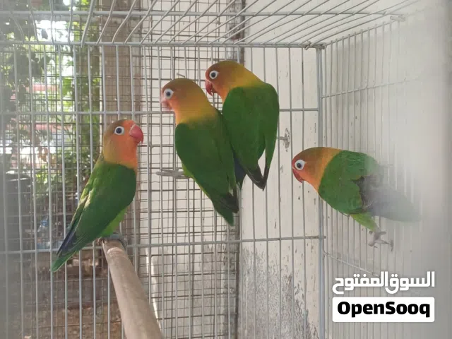 زوجين فيشر محلي