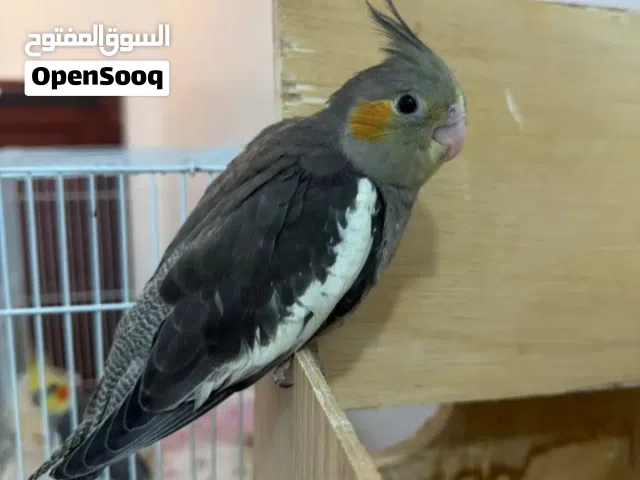 بغبغاء  كروان