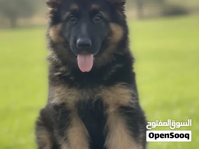 جرو  جيرمن شولان لونج هير كنج اصلي من اهالي مستوردين مدرب ذكي معه دفتر مطاعم كلب منزلي اليف ذكي لعوب