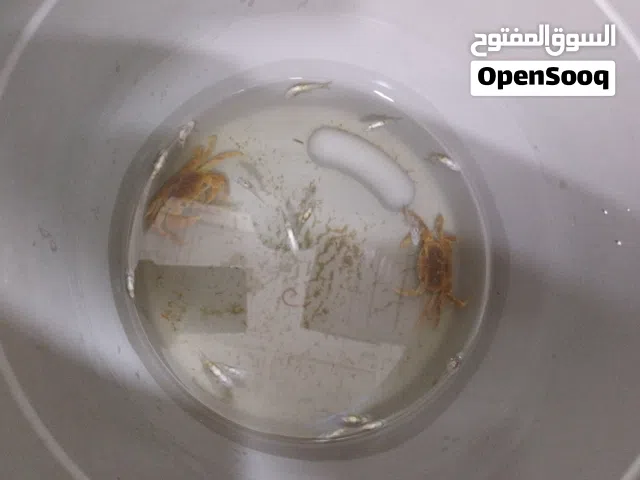 سلطعون عدد 2