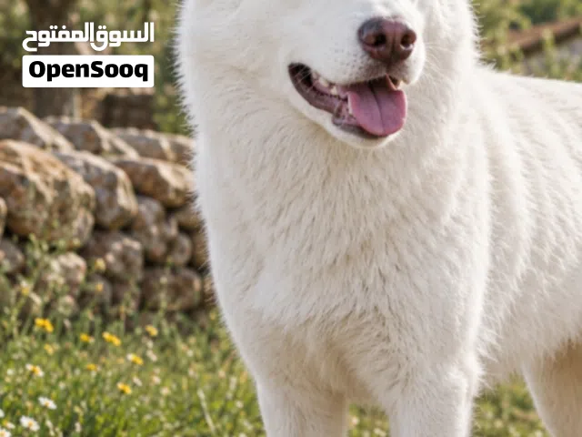 ذكر هاسكي عن مر 11 شهر