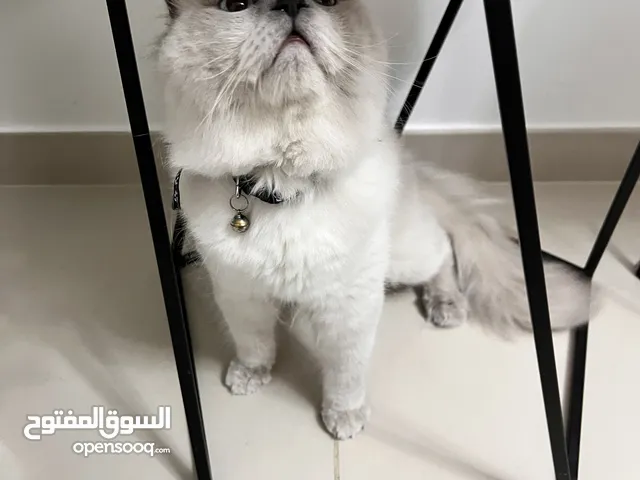 3 Cats for sell with their accessories Persian and scotch