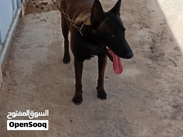 دكر مالينوا عمر سنه وشهر وسعر جرو