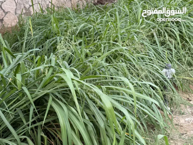 بيع علف أخضر للمواشي