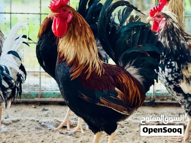 بيض دجاج عربي ترثه ومفارخ شرط طيبين