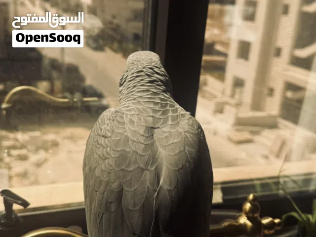 فرخ كاكسو أليف عمر 4 شهور