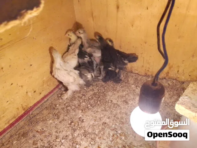 فراخ براهما للبيع