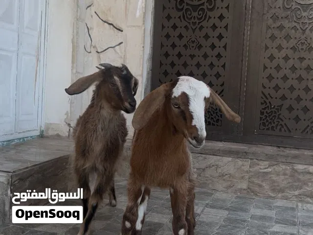 سخله وجدي نحب