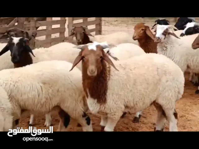 28,خروف ربي ايبارك ماشاء الله