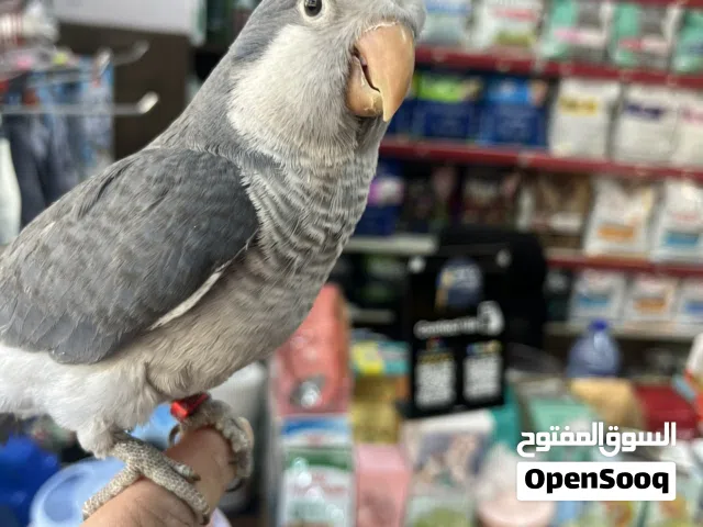 كويكر طفرة بحري أليف راقص لعوب متكلم تابع الوصف للأهمية عرض خارق خارق متفجر