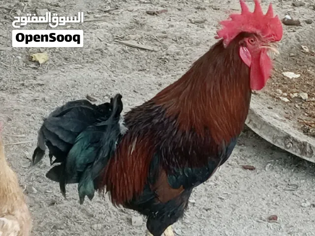 ديوك إثنين للبيع واحد عربي لونه أحمر والثاني ديك معمل أبيض ربيته وهوه كتكوت لحد ما صار كبير