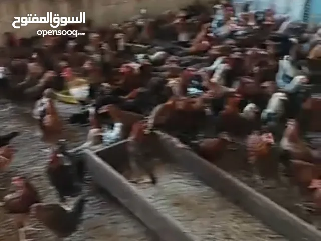دجاج بلدي دجاج الدار