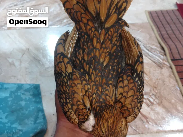 زوج دجاج اسباني حني فول نقشه نظافة اول بياض الهن