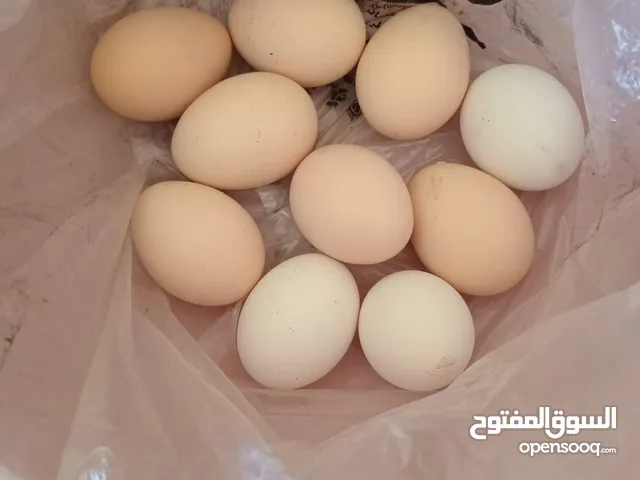بيض دجاج ساسكس للبيع