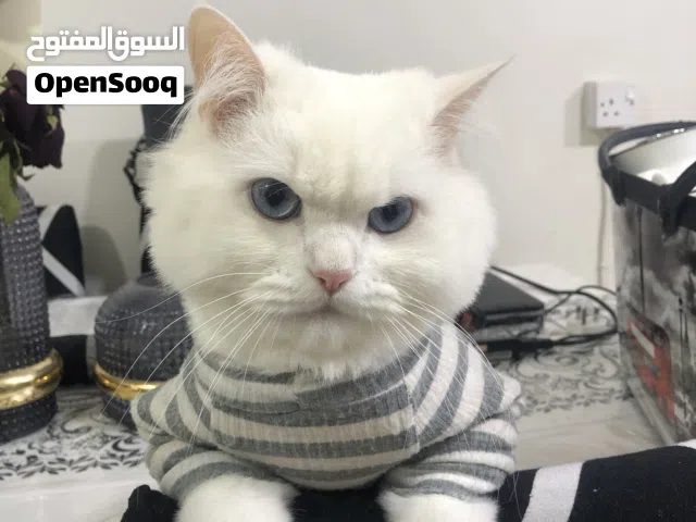 قط شيرازي للتبني مجانا