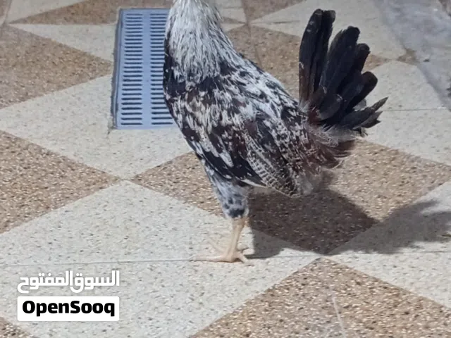 متاح ديوجه دندراوي خط طول فواتح بيهن بس تك واحد تامري والباقيات فواتح العدد خمسه
