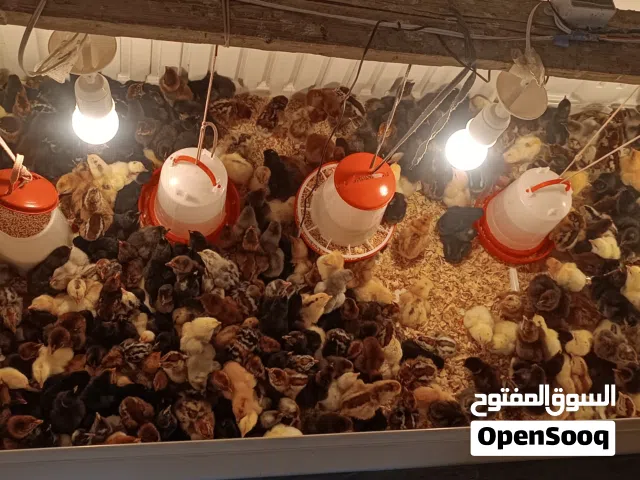 صيصان بلدي للبيع