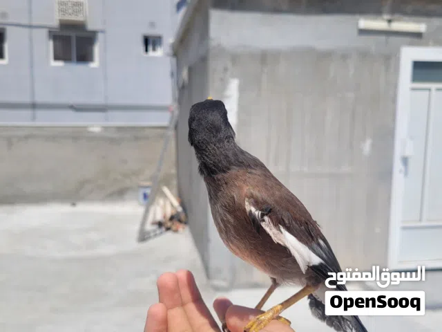 myna bird fully trained and tamd
