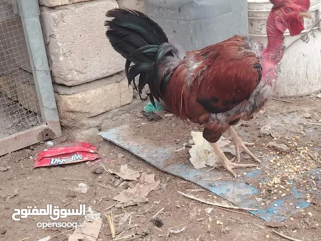 مطلوب ديوجه ثنين ابو ركيبت عرف سياقي