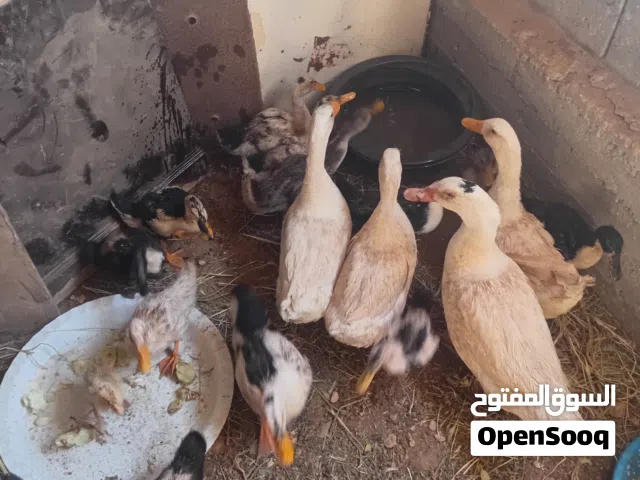 كوم بط بلدي ومصري للبيع