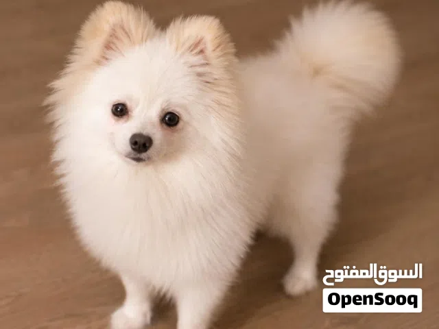 للبيع بومرينيان