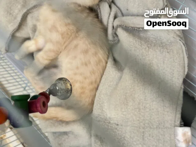 Cute little cat in rare color. Only 300 AED with cage.