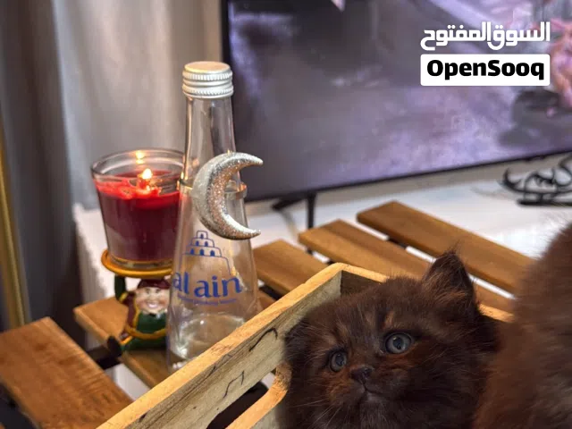 القط الاسود الوحيد المتوفر