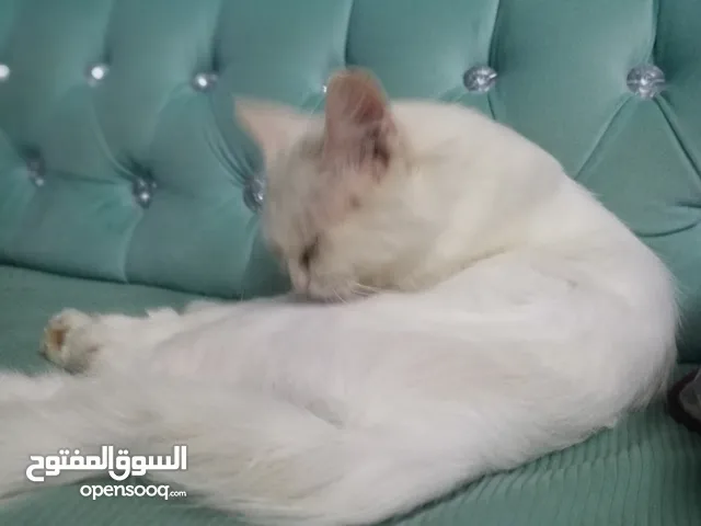 قطة شيرازية جميلة وأليفة للبيع