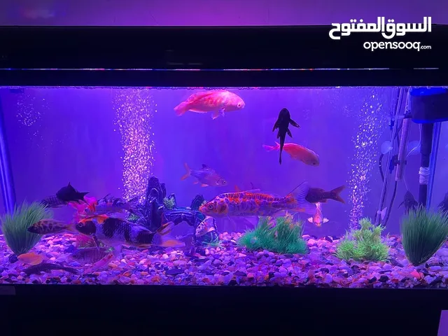 اسماك زينه متنوعه