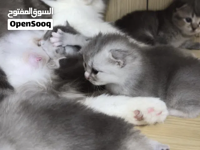 الجاد ومهتم يتواصل وياي