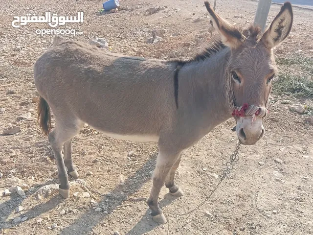 حماره العمر سنه ونص عاقله مثل السخله