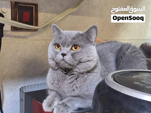 قط ذكر سكوتش برطاني