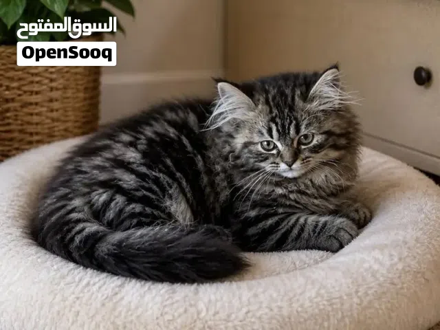 Pure Siberian Kittens Imported from Russia with Passports (Males & Female) 3 kittens available now