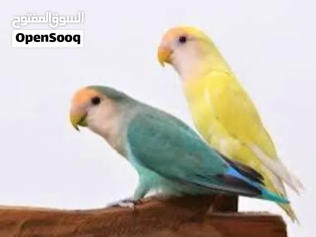 مطلوب فرخ روز