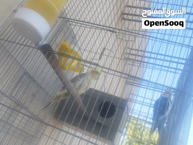 جوز كوكتيل الانثى اليفه للبيع او للبدل