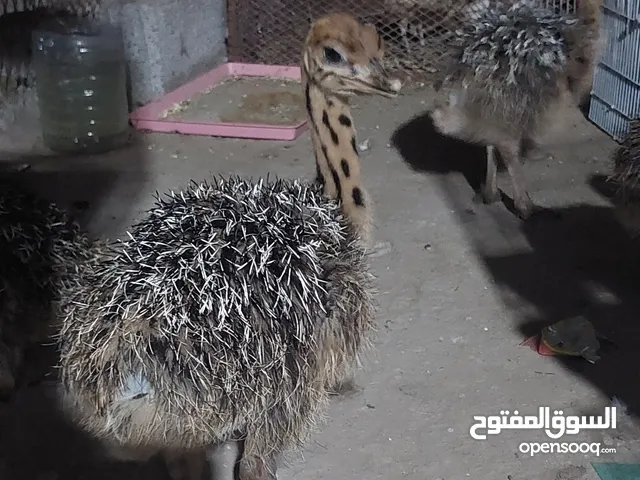 اربعه فراخ نعام للبيع