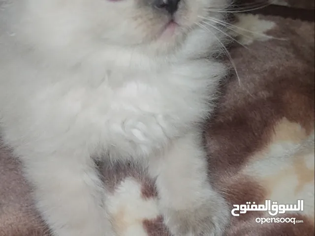 قطط همالايا صغار للبيع