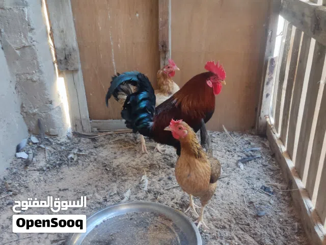 دجاج كوبتي فري