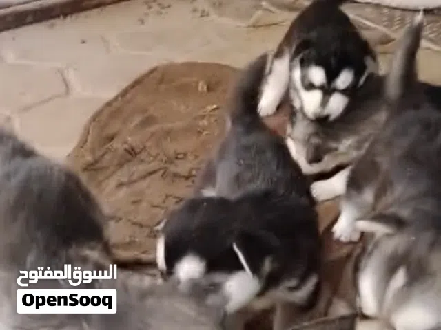 كلاب هاسكي للبيع العدد 4اناث وذكور العمر شهر وخمس ايام