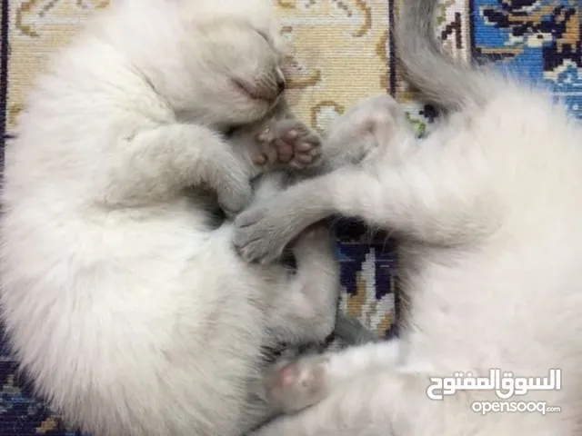زي ما انت شايف الصور والفيديو