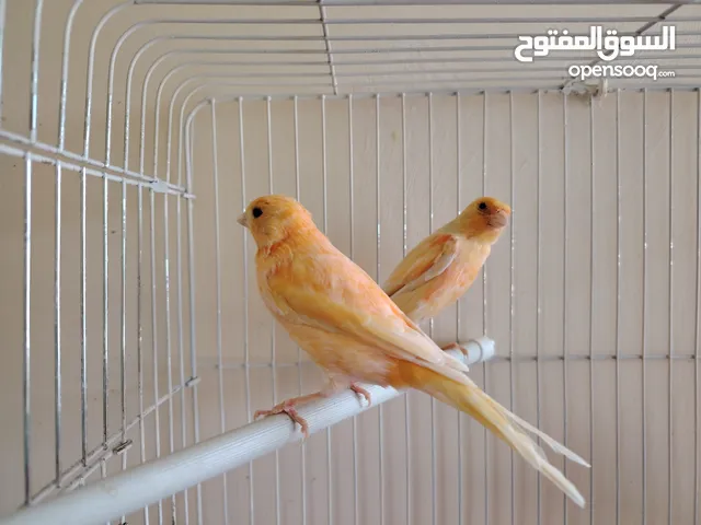 طيور كنار متعددة