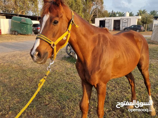 فرس لاقوه الا بالله