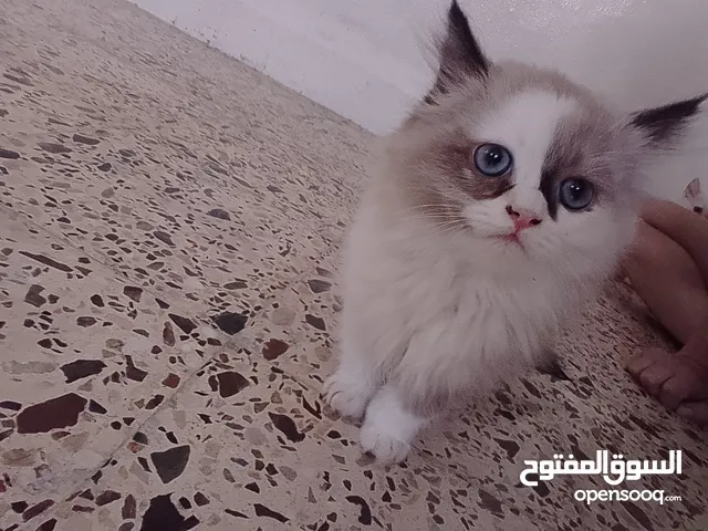 همالايا ابيور الاصلي العمر شهرين واسبوع متعود على التر بوكس و دراي فود اخذ المطعوم أليف وكثير هادي